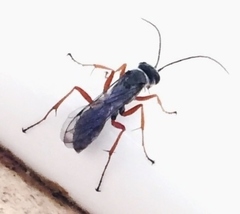 Auplopus mellipes