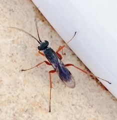 Auplopus mellipes