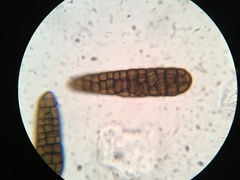 Berkleasmium concinnum