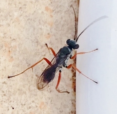 Auplopus mellipes