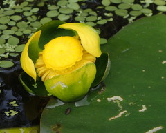 Nuphar advena image