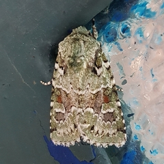 Lacinipolia laudabilis