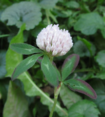 Trifolium pratense