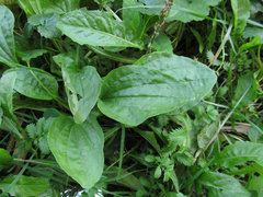 Plantago major