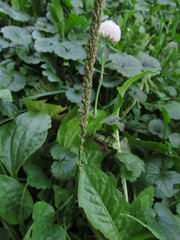 Plantago major