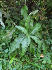 Cirsium arvense