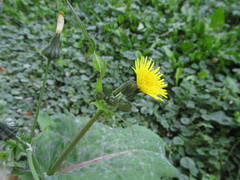 Sonchus oleraceus