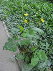 Sonchus oleraceus