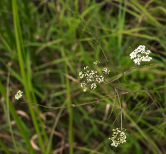 Cicuta bulbifera