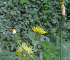 Sonchus oleraceus