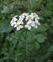 Achillea millefolium