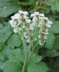 Achillea millefolium