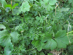 Achillea millefolium