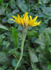 Scorzoneroides autumnalis