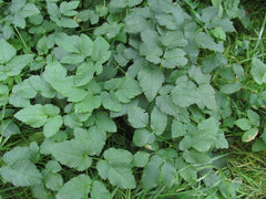 Aegopodium podagraria