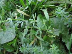 Galium mollugo