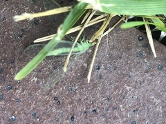 Chrysoperla pudica-group