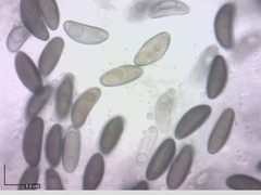 Xylaria bulbosa