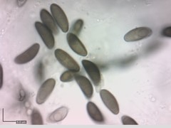 Xylaria bulbosa