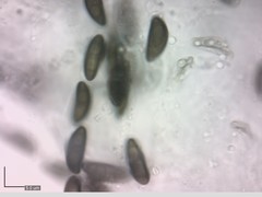 Xylaria bulbosa