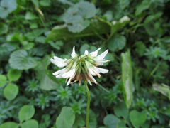 Trifolium repens