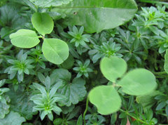 Trifolium repens
