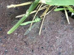 Chrysoperla pudica-group