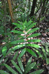 Zamia stevensonii