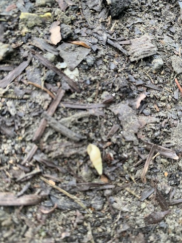 Subulinidae observed 2020-10-05
