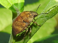 Orsilochides stictica