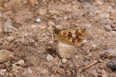 Pyrgus cirsii