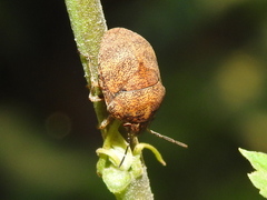 Orsilochides stictica