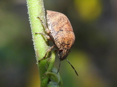 Orsilochides stictica