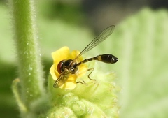Fragosa