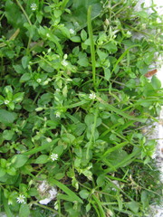 Stellaria media