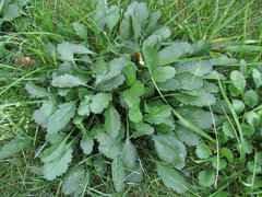 Leucanthemum vulgare