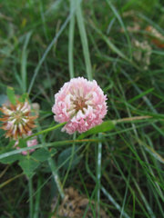 Trifolium hybridum
