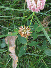Trifolium hybridum