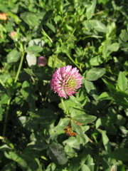 Trifolium pratense