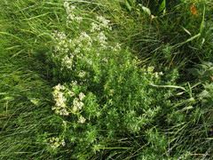 Galium mollugo