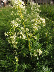 Galium mollugo