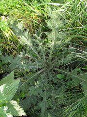 Cirsium vulgare