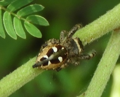Dendryphantes zygoballoides