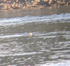 Phoca vitulina