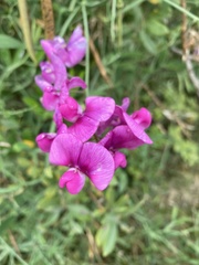 Lathyrus latifolius