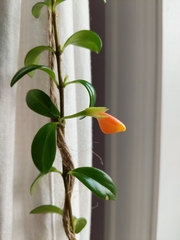 Nematanthus