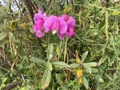 Lathyrus latifolius