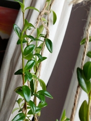 Nematanthus