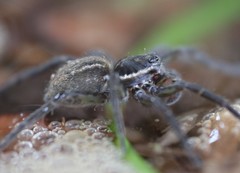 Diapontia anfibia
