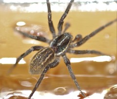 Diapontia anfibia